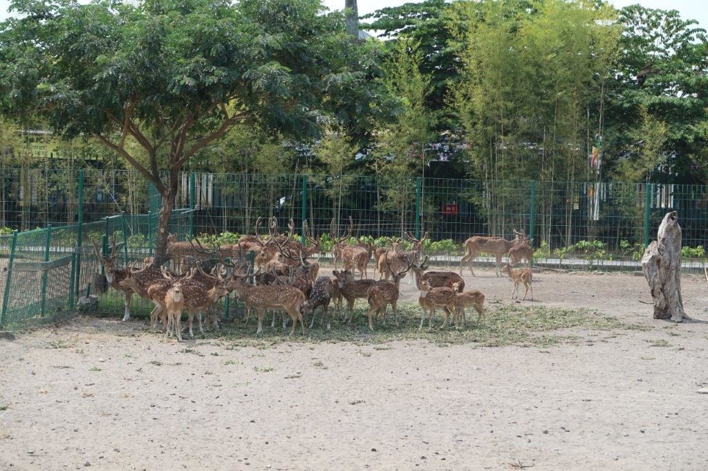 A little deer sanctuary inside Prambanan Temple Complex