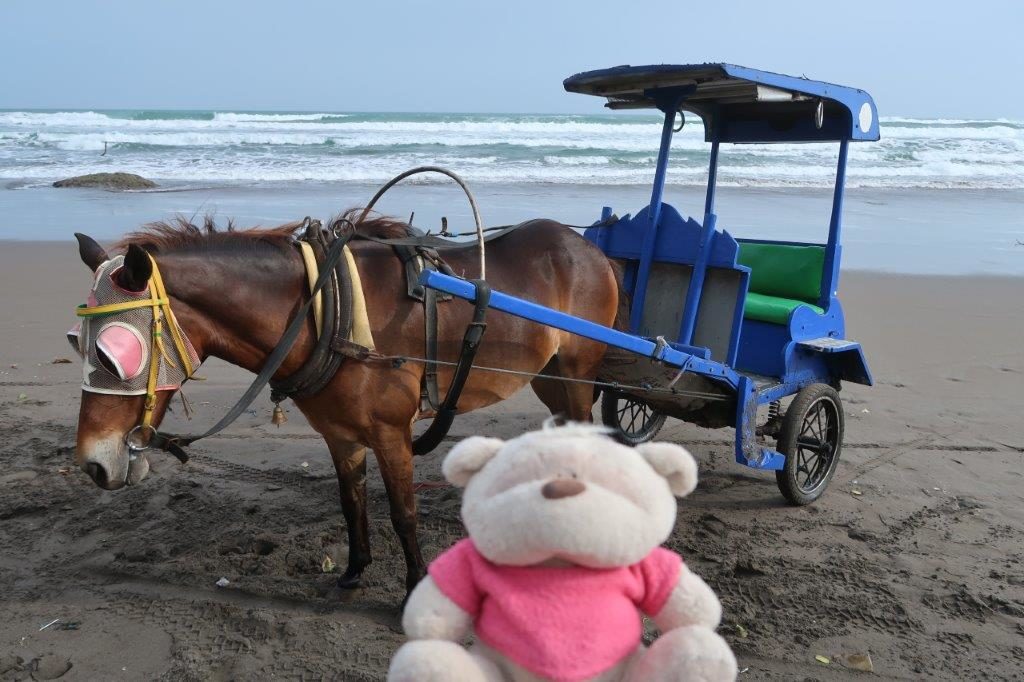 2bearbear riding a horse drawn cart at Parangtritis Beach Yogyakarta