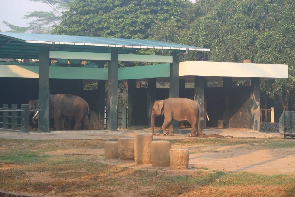 Elephant sanctuary at Borobudur Temple complex