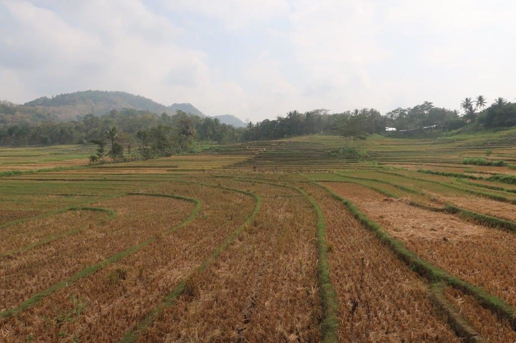 Paddy fields Yogyakarta