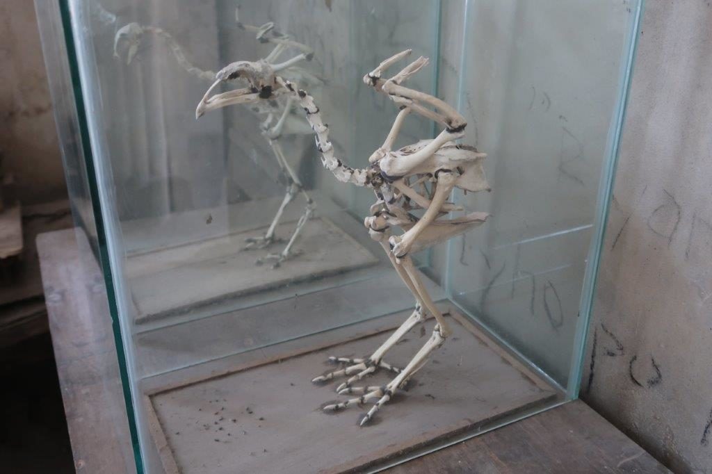 A reconstructed bones of a chicken