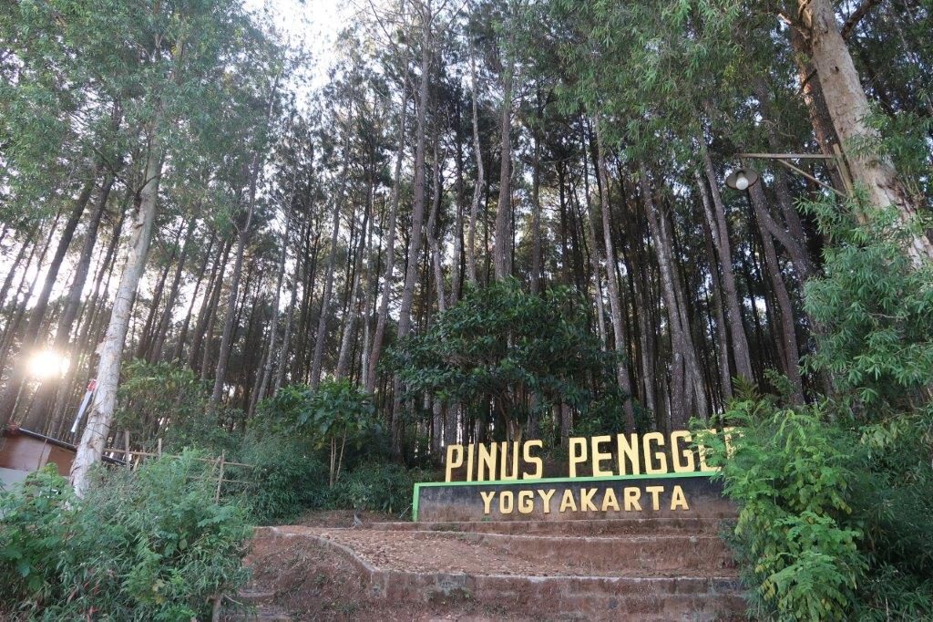 Pinus Pengger Jogyakarta Pine Forest