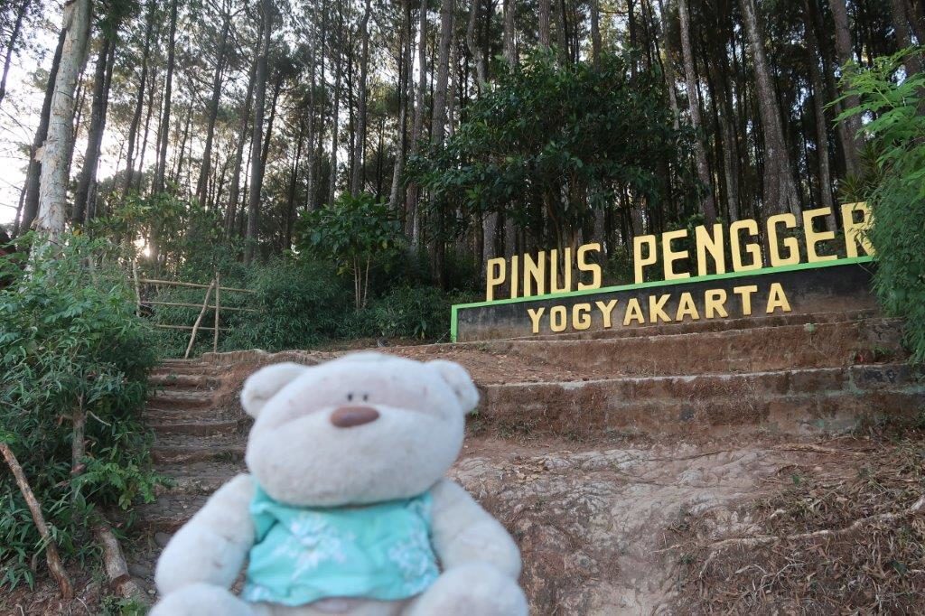 2bearbear @ Pinus Pengger Jogyakarta Pine Forest