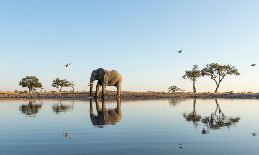Botswana Safari - Courtesy of Theguardian.com