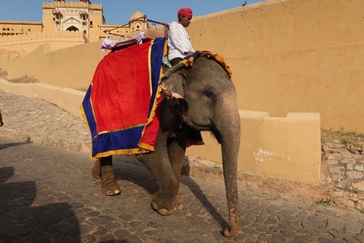 Elephant rides at Amber Fort Jaipur