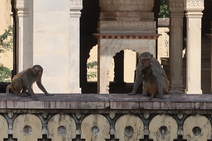 Monkey families at Gaitore (King's Tomb Jaipur)!