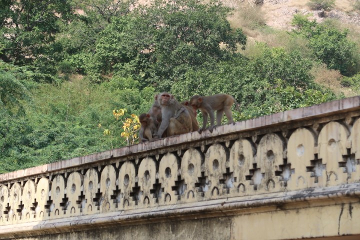 Monkeys on the grounds of King's Tomb Jaipur