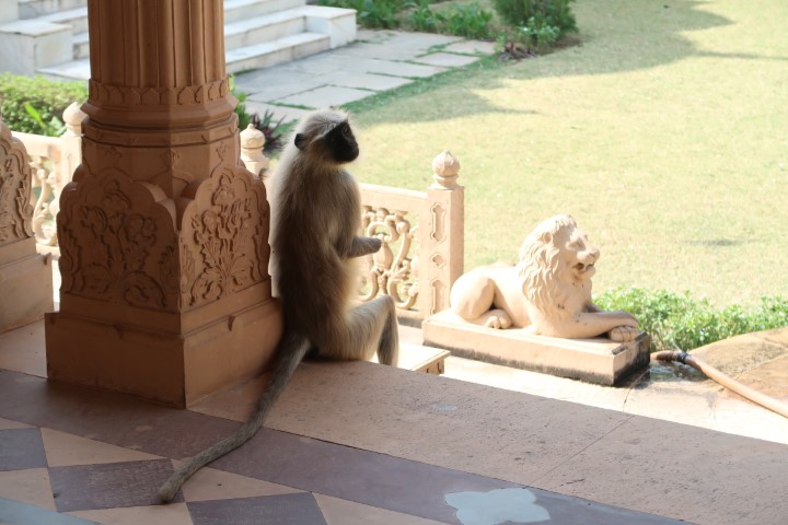 Different (HUGE) black-faced monkeys on the grounds of King's Tomb Jaipur