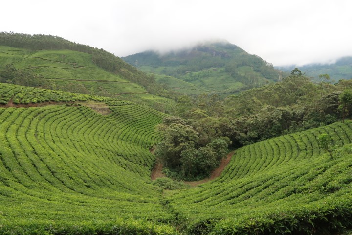 Tea Plantations of Munnar Kerala (#KeralaIsOpen)