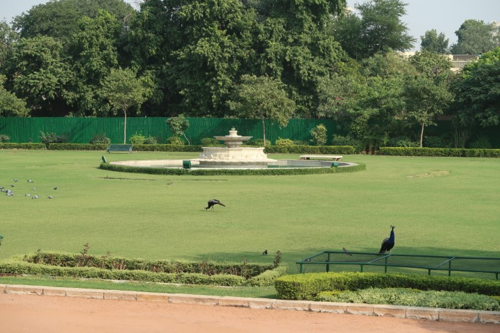 Peacocks roam freely within the premise of Taj Rambagh Palace Hotel