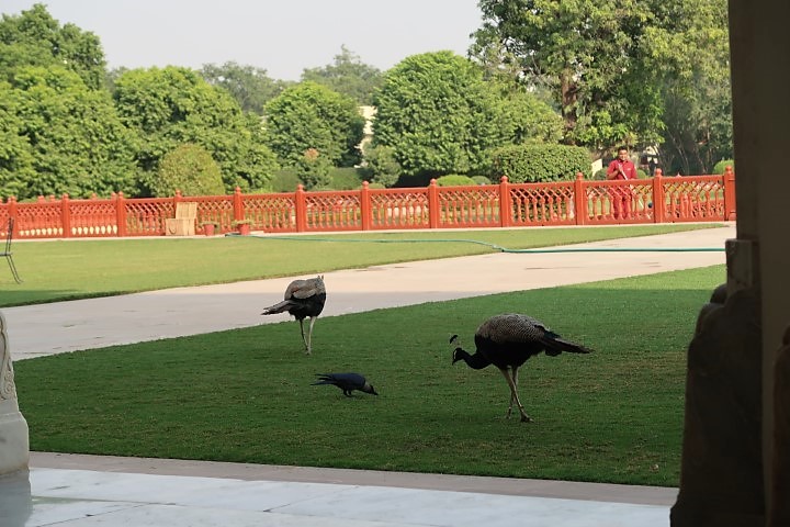 Elegant and beautiful peacocks roaming the well-manicured lawns of Taj Rambagh Palace