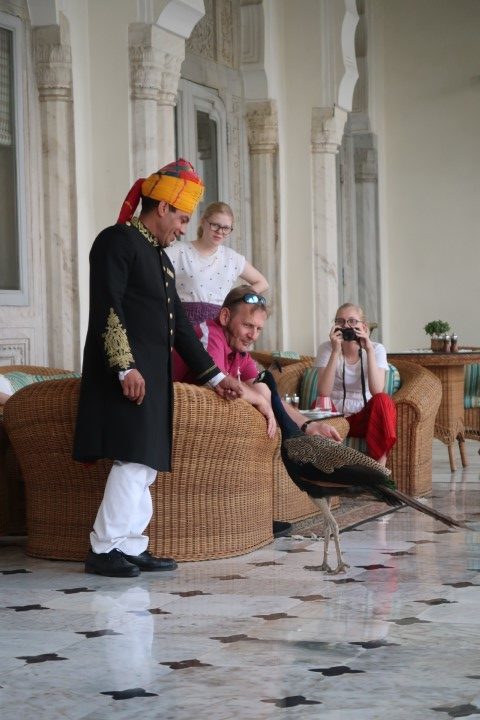 Peacock feeding time at Jaipur's Taj Rambagh Palace Hotel