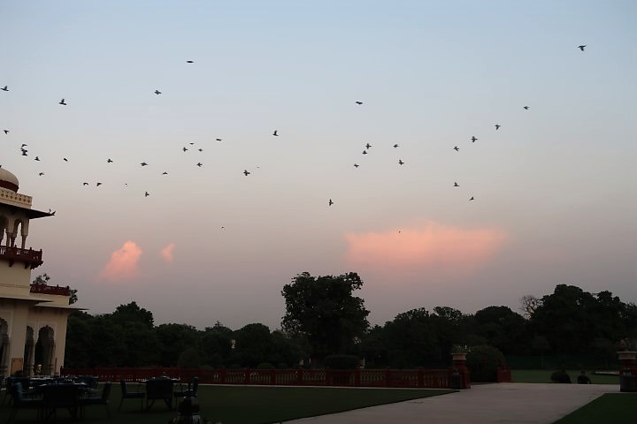 Birds returning home during sunset in Jaipur...