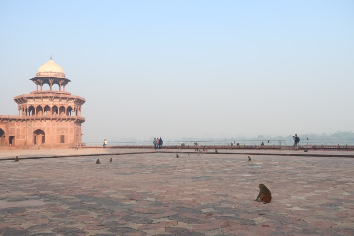 Monkeys roaming the grounds of Taj Mahal