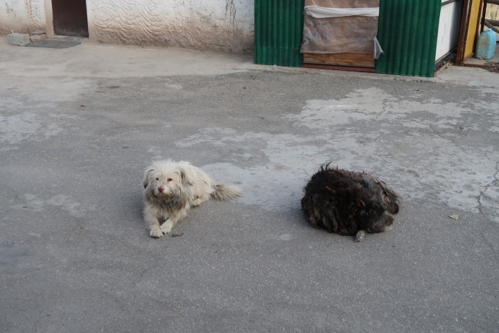 Furry Dogs in Leh Ladakh