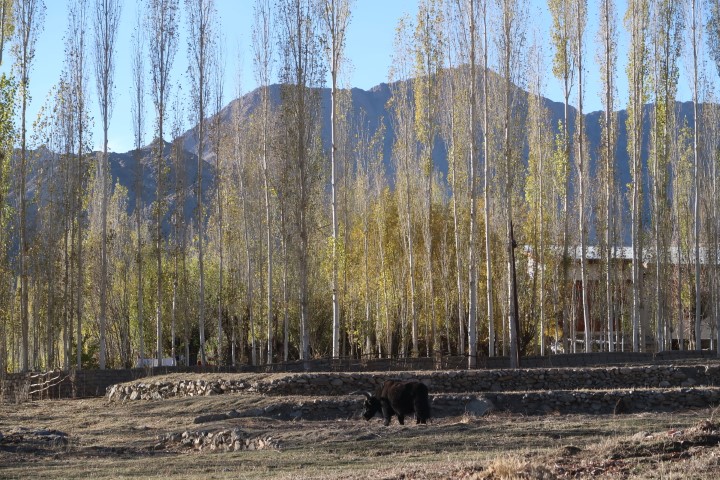 Furry Yak enroute back from Leh Market to the Grand Dragon Ladakh Hotel