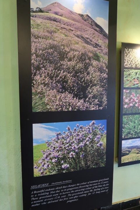 Pictures of Neelakurinji Flower of the Eravikulam National Park in full bloom