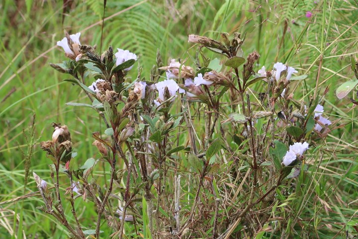 Some shrubs of Neelakurinji Flowers at Eravikulam National Park