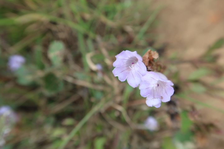 Close up of Neelakurinji Flower