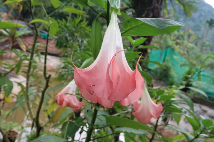 Munnar Spice Garden