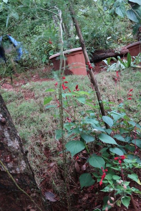 Munnar Spice Garden