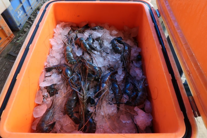 Fresh prawns from Kerala