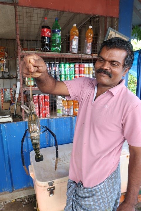 Our chef lifting a huge prawn up - Alleppey backwater boathouse cruise