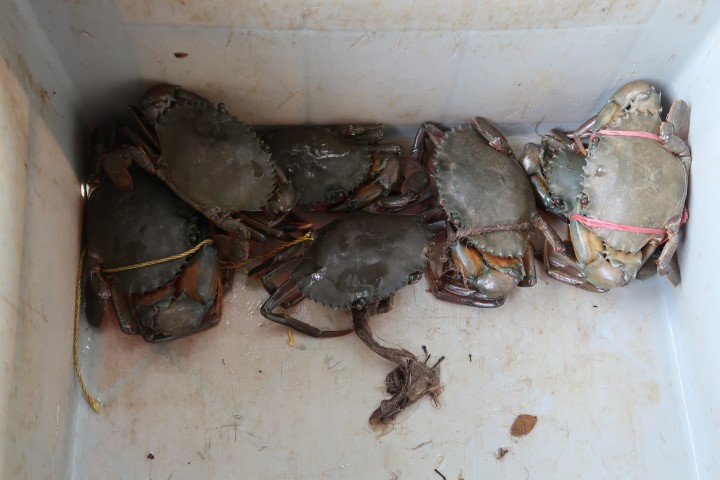 Local crabs for sale during Kerala boathouse cruise