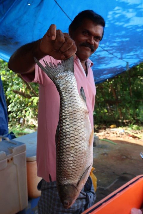 Kerala backwaters fish