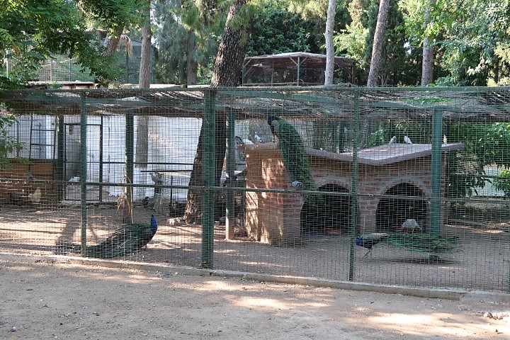 Peacock within Zoo of National Gardens Athens
