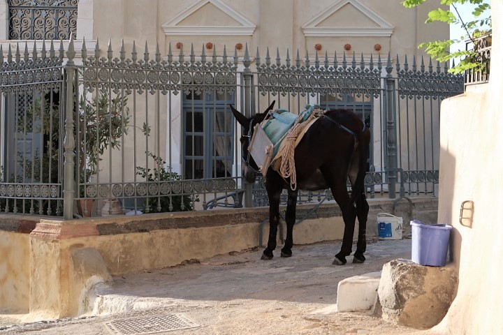 First view of the famous Donkeys of Santorini