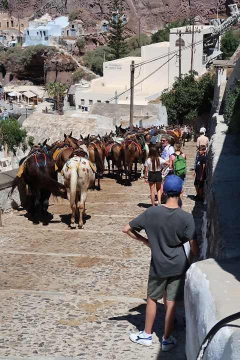 Donkeys at the bottom of slope from Fira Old Port up to Fira Centre (6 euros)