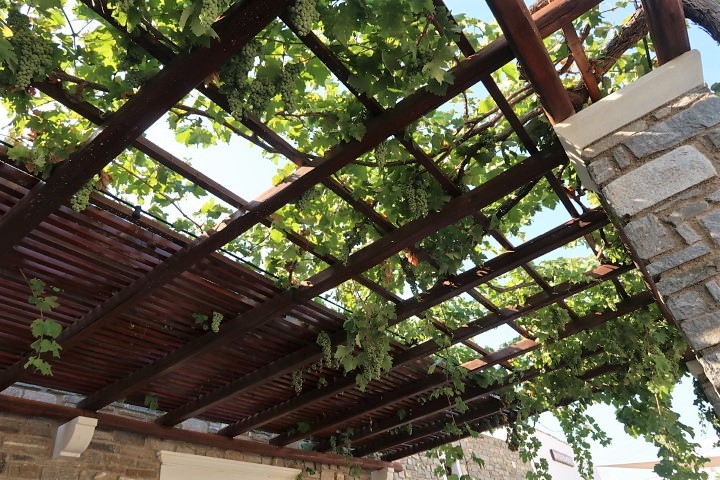 Overhanging vineyard at Moraitis Winery Paros Naousa