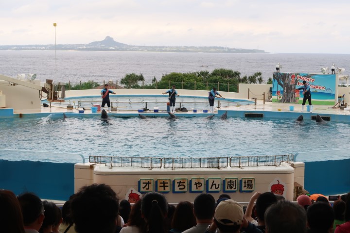 Okichan Theatre (Dolphin Show at Okinawa Ocean Expo Park)