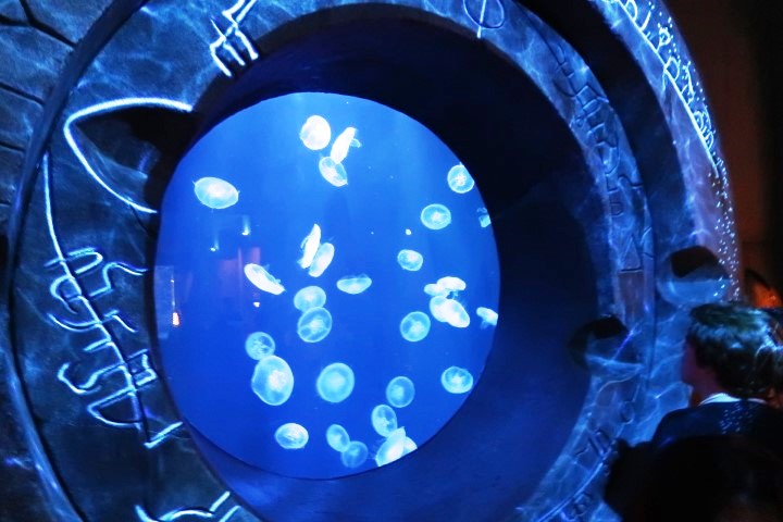 The Lost Chamber Aquarium Atlantis Dubai: Jellyfish