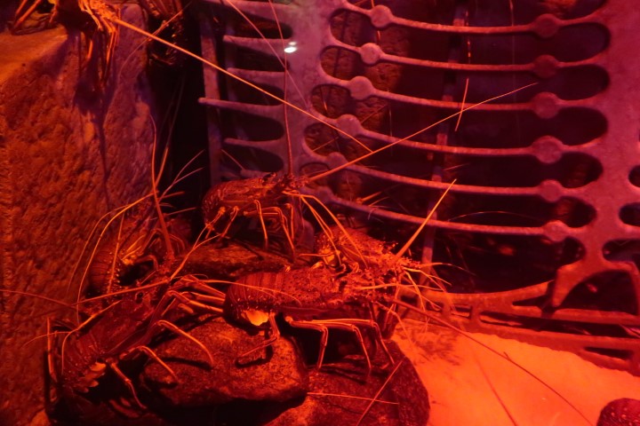 The Lost Chambers Aquarium Atlantis Dubai: Lobsters