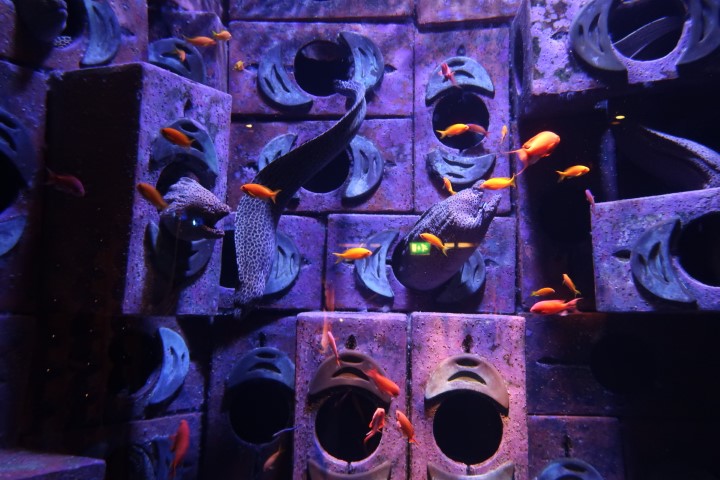 The Lost Chamber Aquarium Atlantis Dubai: Eels