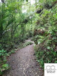 Ruakuri Bush Walk Review: An Adventure Through Waitomo Cave System Awaits!