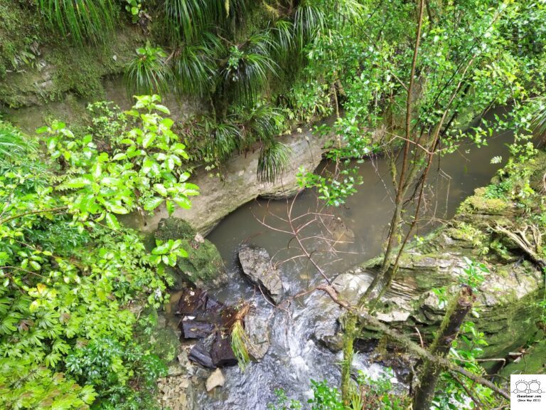 Ruakuri Bush Walk Review: An Adventure Through Waitomo Cave System Awaits!