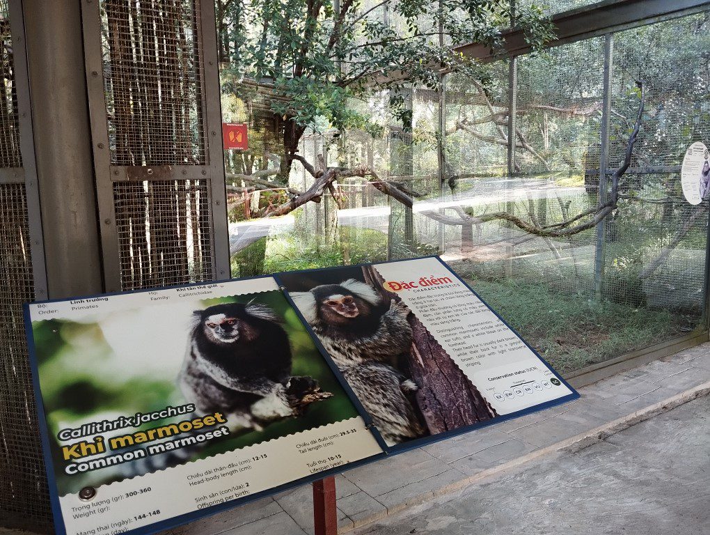 Vinpearl Safari Phu Quoc Review - Common Marmoset