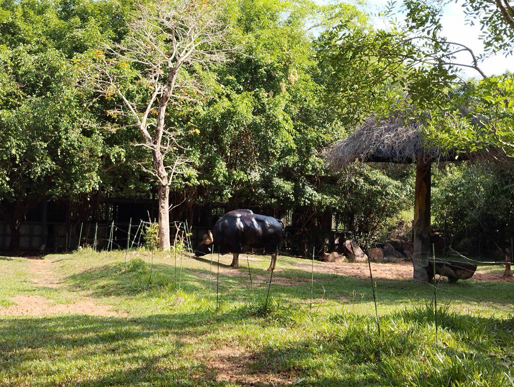 Vinpearl Safari Phu Quoc Review - Buffalo with Horns