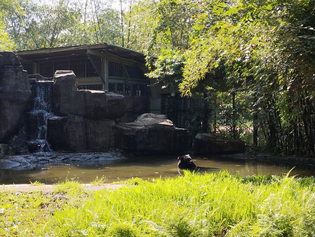 Vinpearl Safari Phu Quoc Review - Sun Bear lazing in the water