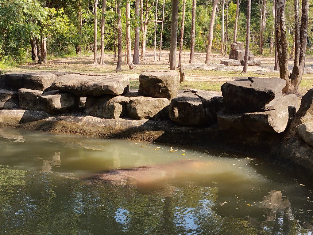 Vinpearl Safari Phu Quoc Review - Hippopotamus Now You Dont