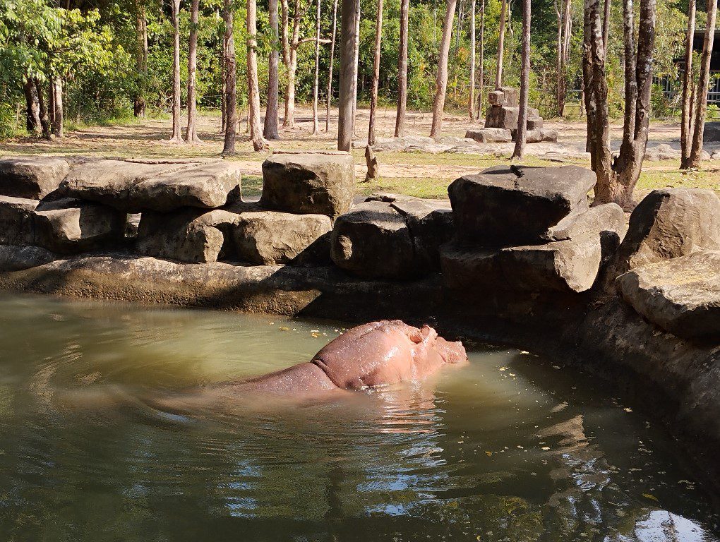 Vinpearl Safari Phu Quoc Review - Hippopotamus Now You See Me