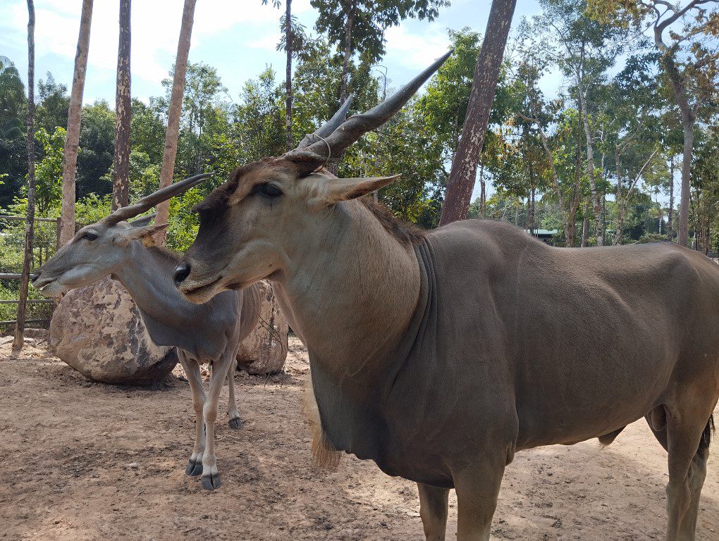 Vinpearl Safari Bus Tour Review - Antelopes