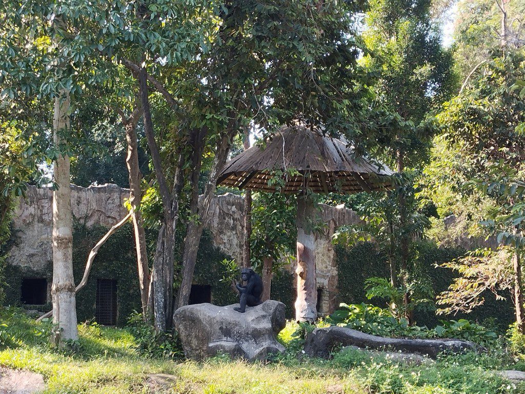 Vinpearl Safari Phu Quoc Review - Chimpanzee