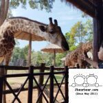 Vinpearl Safari Phu Quoc Giraffe Restaurant Review - Feeding Giraffes (30k VND)