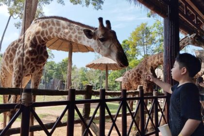 Vinpearl Safari Phu Quoc Giraffe Restaurant Review - Feeding Giraffes (30k VND)