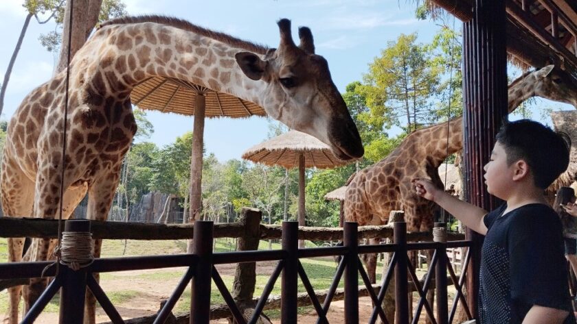 Vinpearl Safari Phu Quoc Giraffe Restaurant Review - Feeding Giraffes (30k VND)