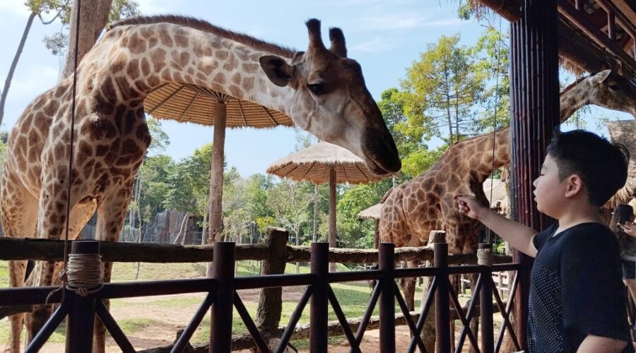 Vinpearl Safari Phu Quoc Giraffe Restaurant Review - Feeding Giraffes (30k VND)